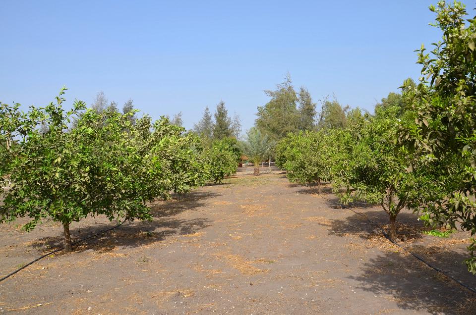 Image 19 de la réf. V0653